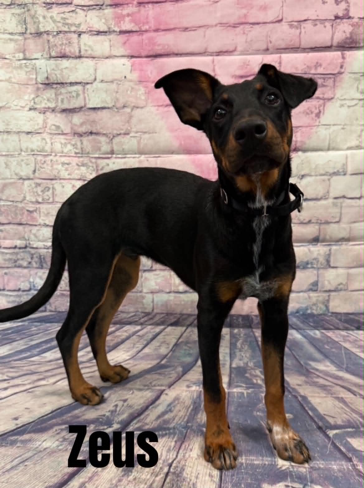 Enlarge Zeus, a ADOPTABLE mixed breed in Quincy, MI image 1/4