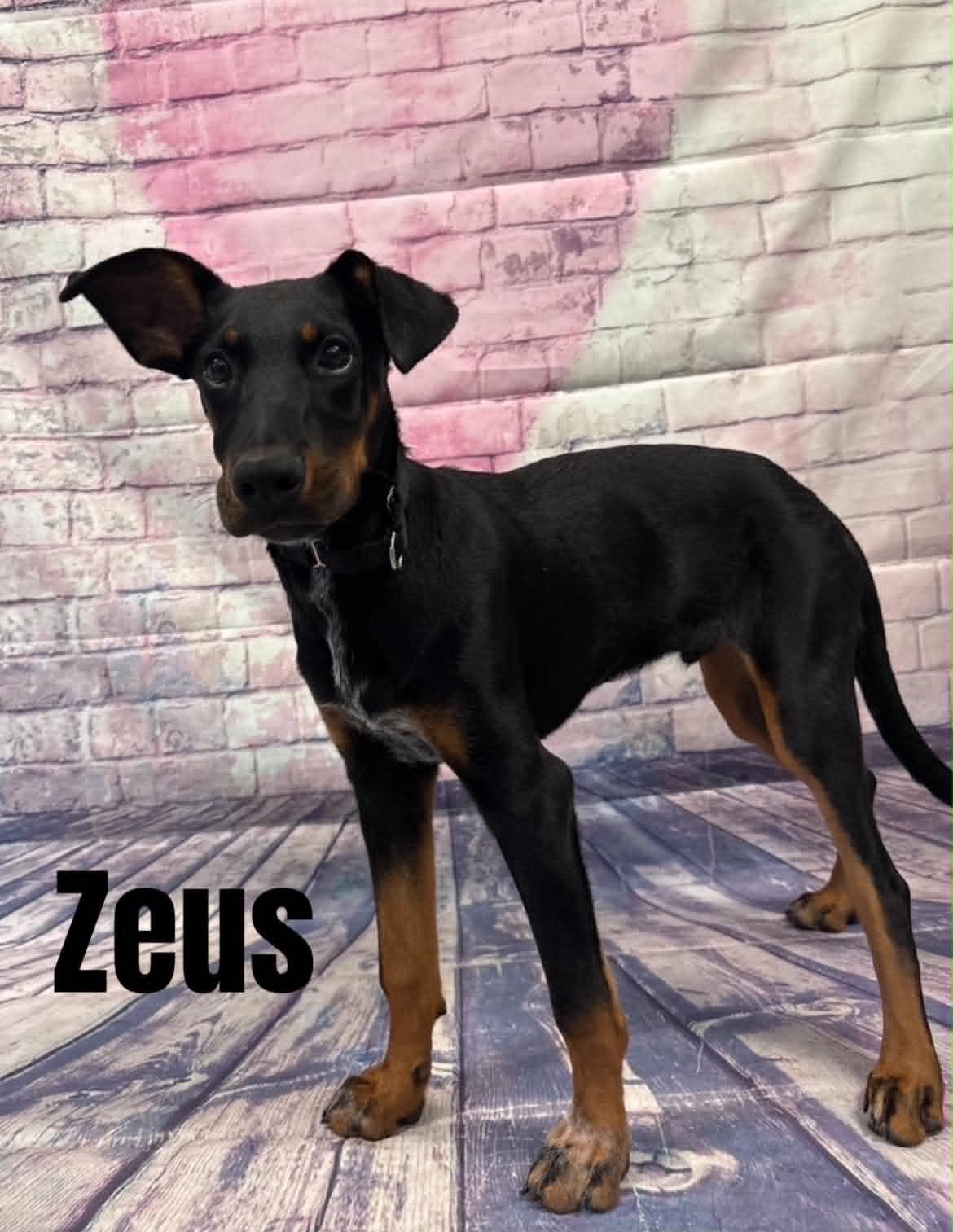 Enlarge Zeus, a ADOPTABLE mixed breed in Quincy, MI image 2/4