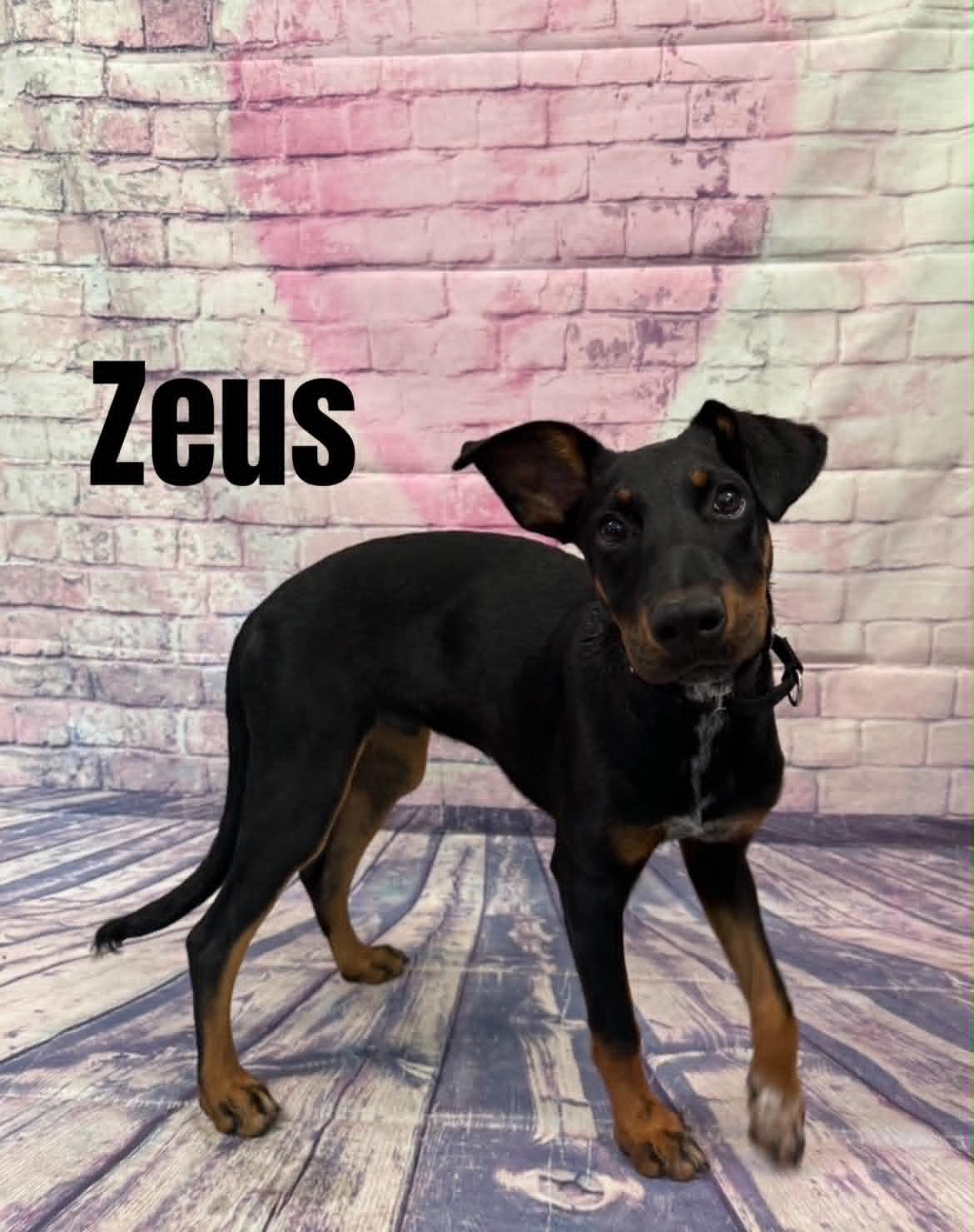 Enlarge Zeus, a ADOPTABLE mixed breed in Quincy, MI image 3/4