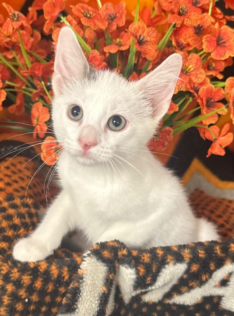 3/29/26 Wally, Adoptable, Kitten Male Domestic Short Hair.