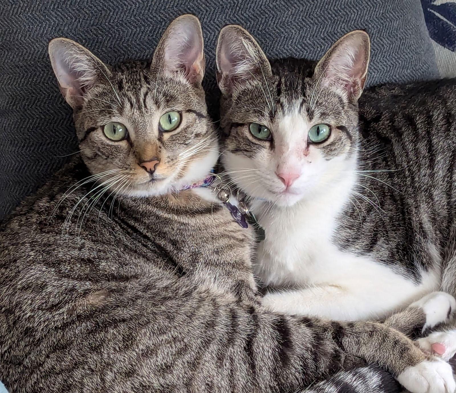 Enlarge Whiskey & Nini 7.20.23, a Adoptable Domestic Short Hair in Apopka, FL image 1/2