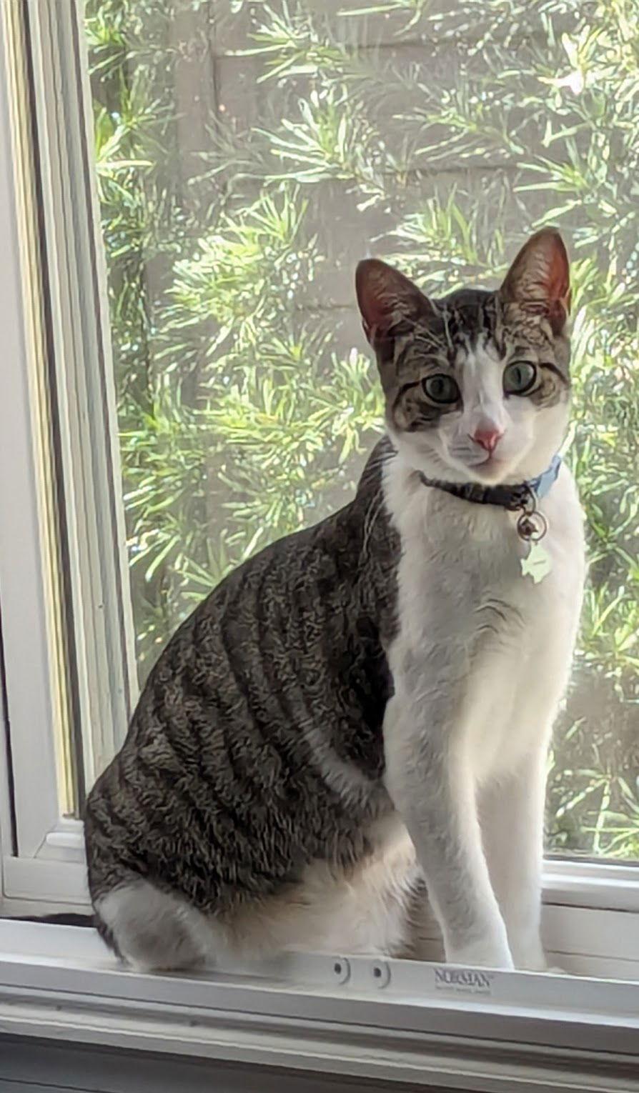 Enlarge Whiskey & Nini 7.20.23, a Adoptable Domestic Short Hair in Apopka, FL image 2/2