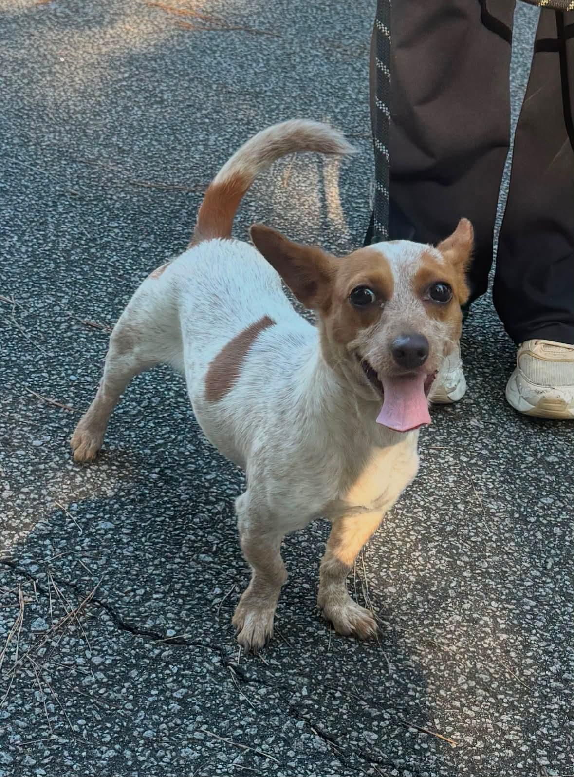Enlarge Honey, a Adoptable Mixed Breed in Sumter, SC image 1/1