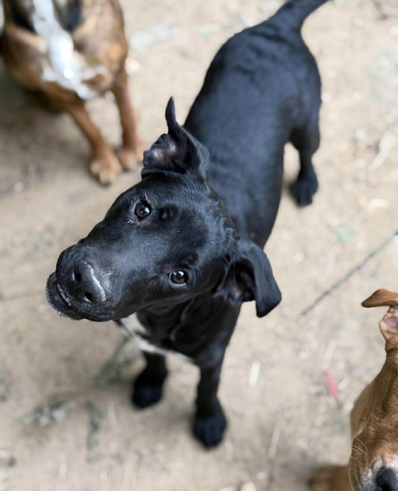 Enlarge Garrett, a ADOPTABLE Mixed Breed in Northwood, NH image 4/5
