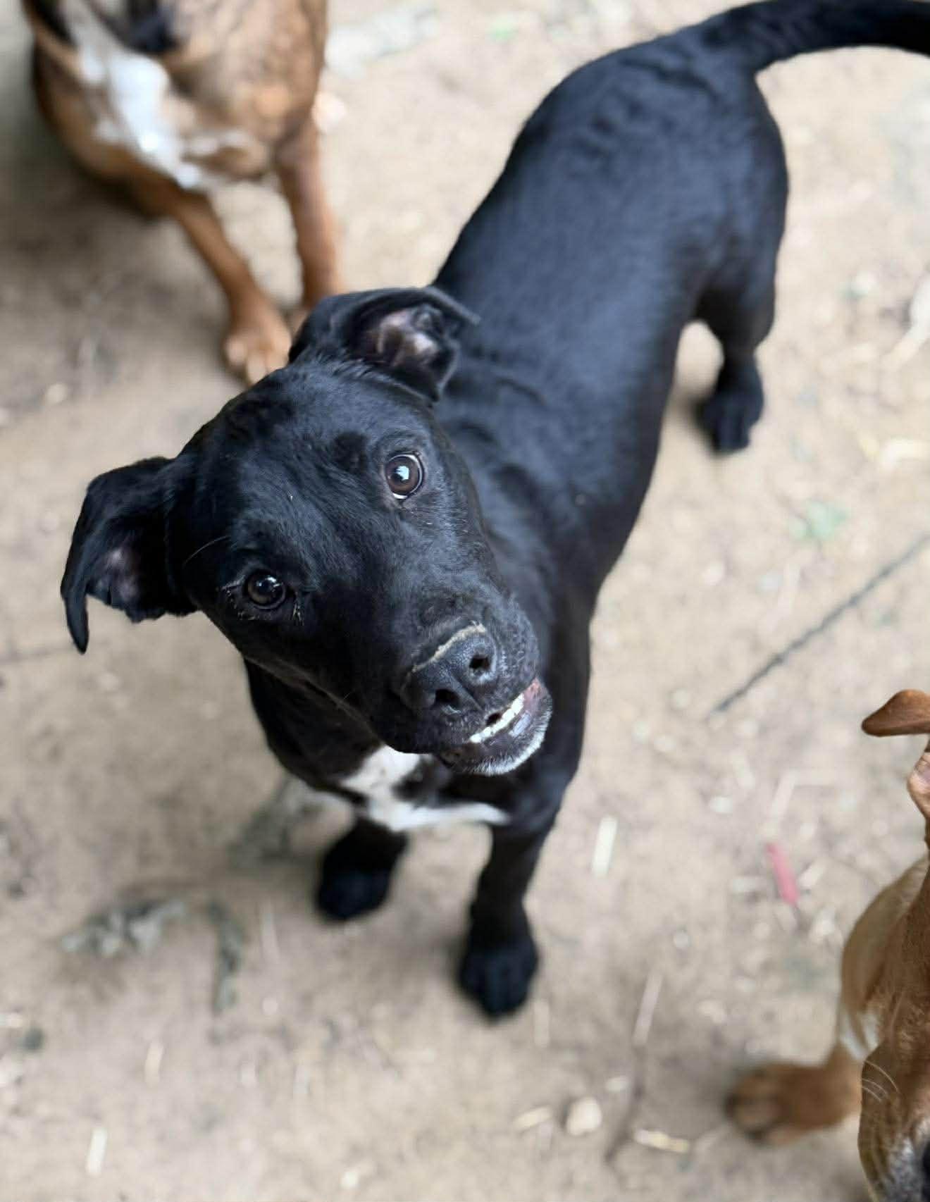 Enlarge Garrett, a ADOPTABLE Mixed Breed in Northwood, NH image 1/5