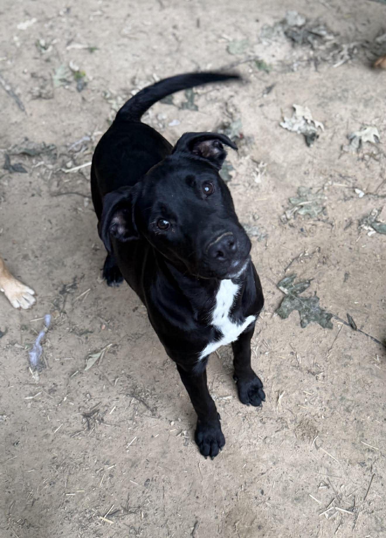 Enlarge Garrett, a ADOPTABLE Mixed Breed in Northwood, NH image 2/5
