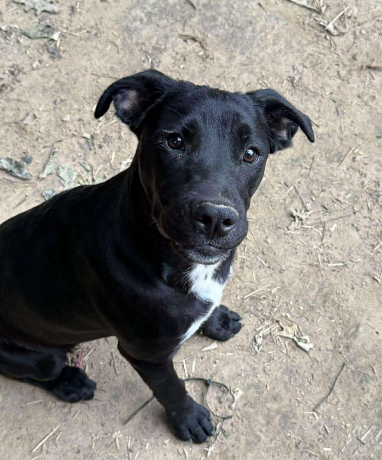 Enlarge Garrett, a ADOPTABLE Mixed Breed in Northwood, NH image 5/5