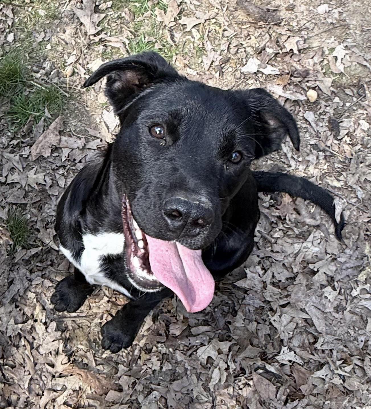 Enlarge Garrett, a ADOPTABLE Mixed Breed in Northwood, NH image 3/5