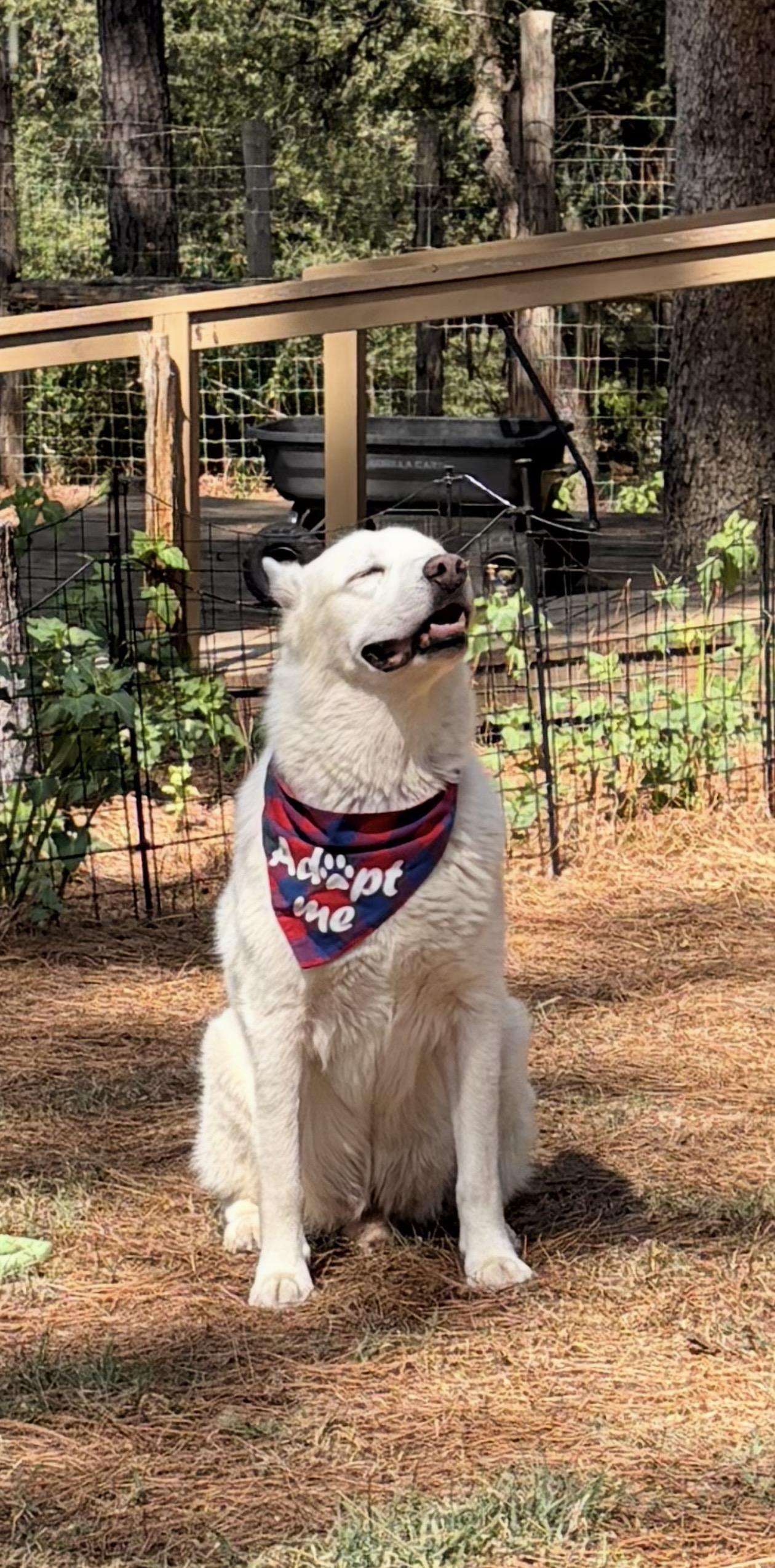 Enlarge Poco, a Adoptable mixed breed in Nashville, TN image 6/6