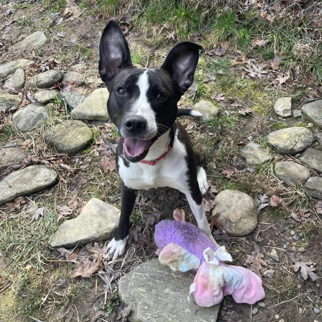 Enlarge Jae'Lynn, a Adoptable mixed breed in Asheville, NC image 1/6