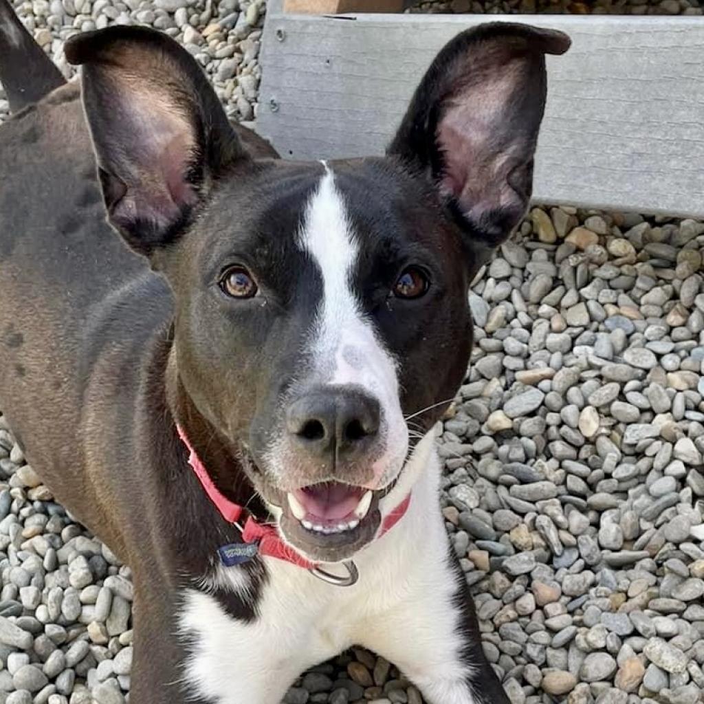 Enlarge Jae'Lynn, a Adoptable mixed breed in Asheville, NC image 2/6