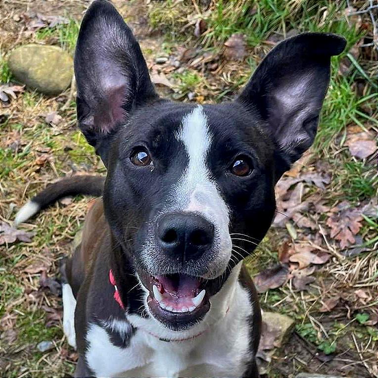 Enlarge Jae'Lynn, a Adoptable mixed breed in Asheville, NC image 3/6