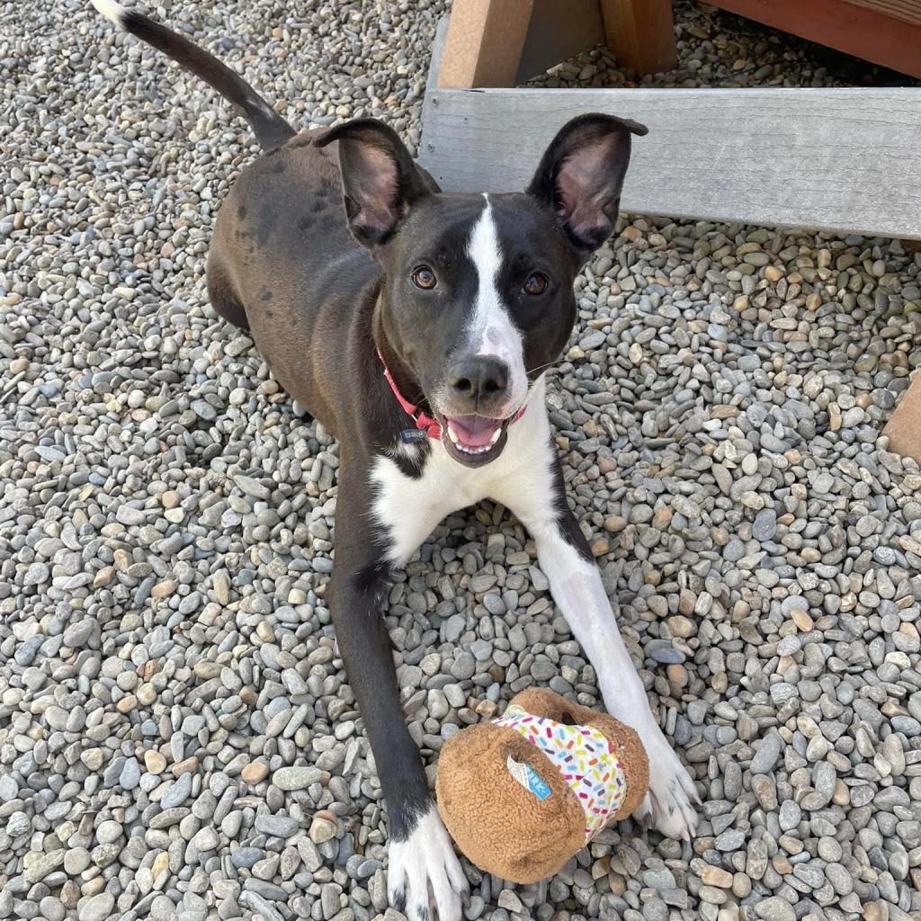 Enlarge Jae'Lynn, a Adoptable mixed breed in Asheville, NC image 4/6