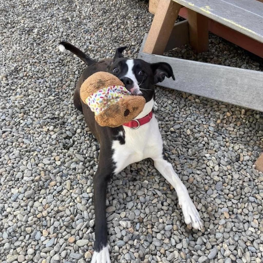 Enlarge Jae'Lynn, a Adoptable mixed breed in Asheville, NC image 5/6