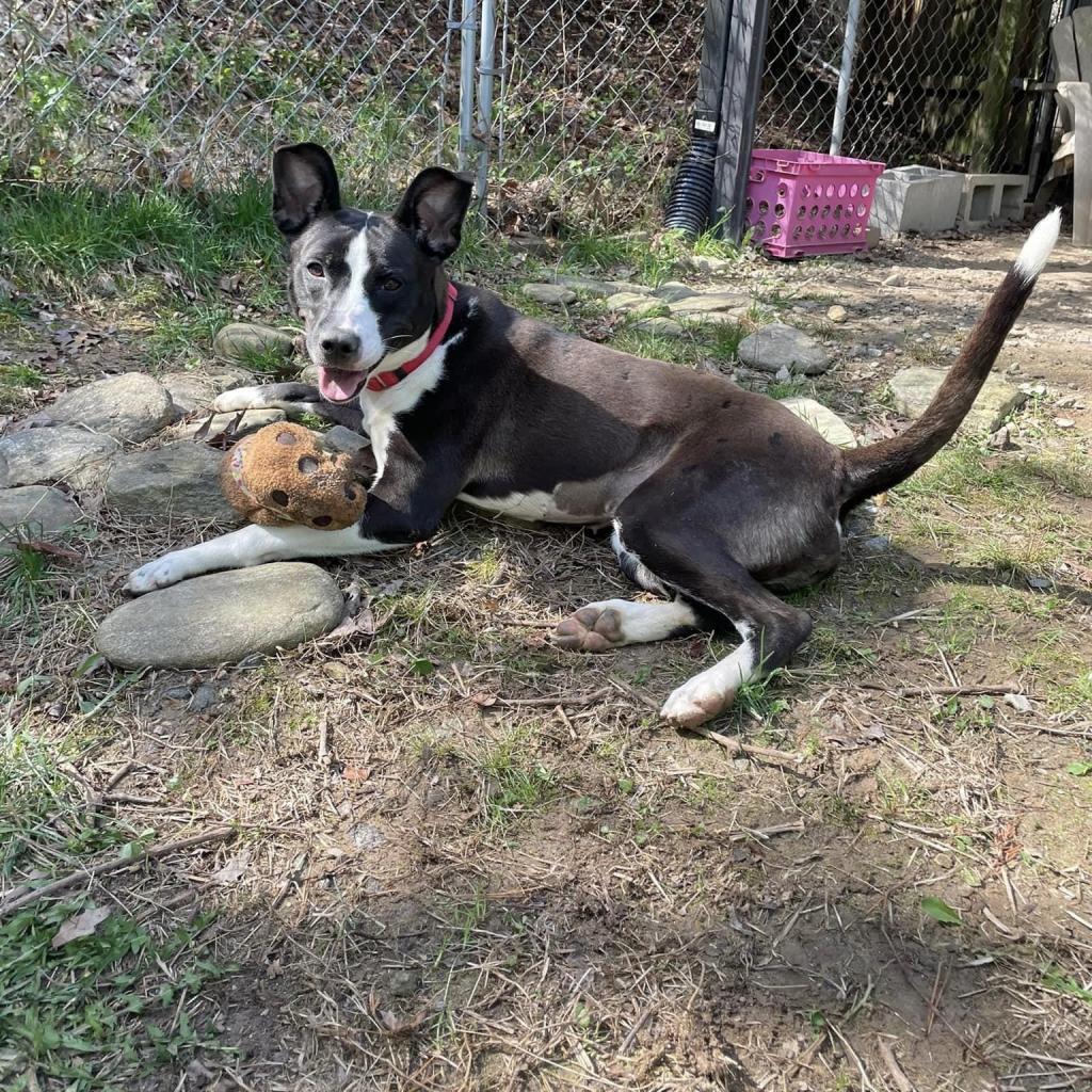 Enlarge Jae'Lynn, a Adoptable mixed breed in Asheville, NC image 6/6