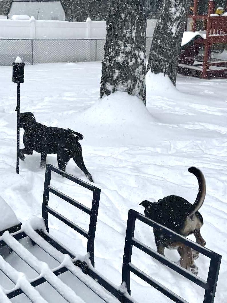 Enlarge Alexa ( Foster needed), a Adoptable mixed breed in Westwood, NJ image 5/6