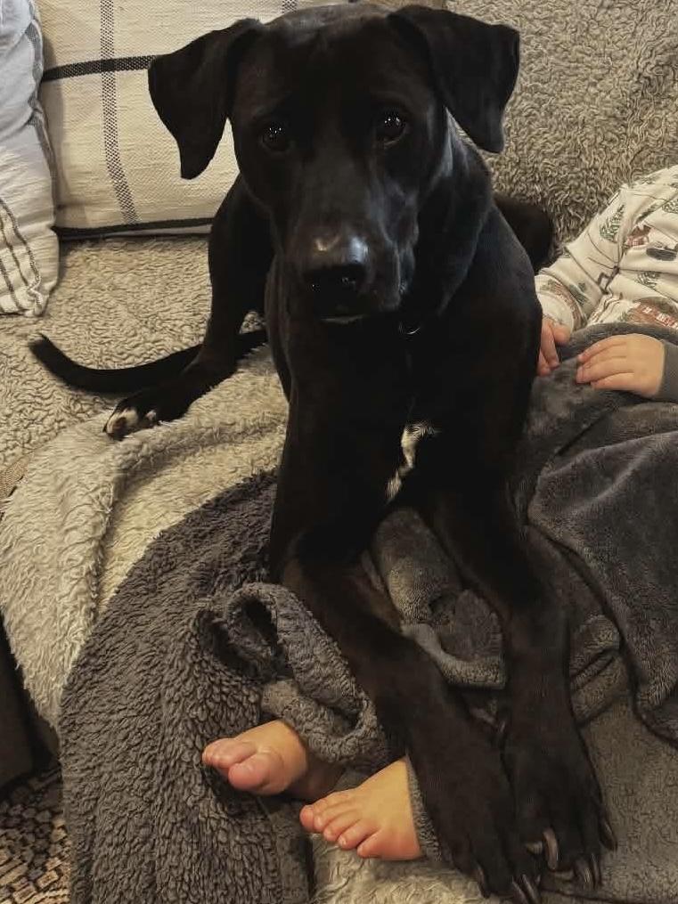 Enlarge Alexa ( Foster needed), a Adoptable mixed breed in Westwood, NJ image 2/6