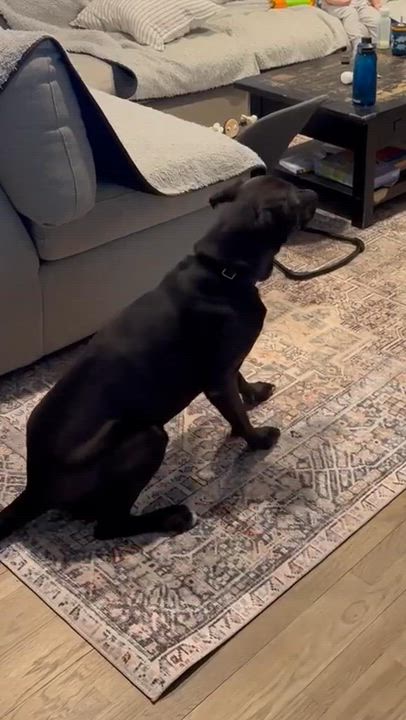 Enlarge Alexa ( Foster needed), a Adoptable mixed breed in Westwood, NJ video 6/6