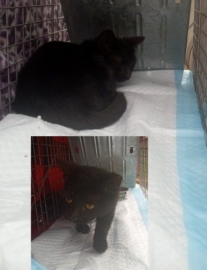 Brandy Bean (now Chloe) {owner passed away; parents took all 3 cats to shelter; cats were euth'd}, Adopted, Kitten Female Domestic Short Hair.