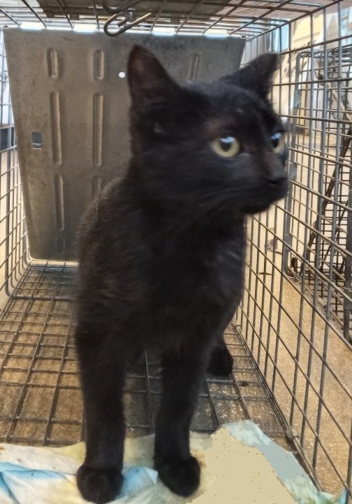 Enlarge Brandy Bean (now Chloe) {owner passed away; parents took all 3 cats to shelter; cats were euth'd}, a Adopted Domestic Short Hair in Cookeville, TN image 2/2