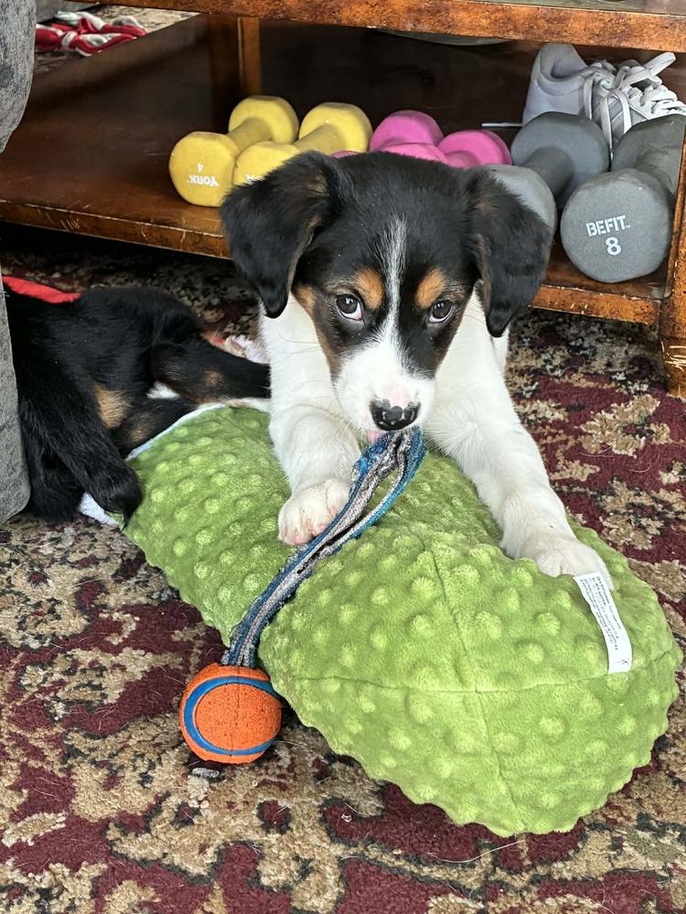 Dory (Finding Nemo '26), Adoptable, Puppy Female Hound.