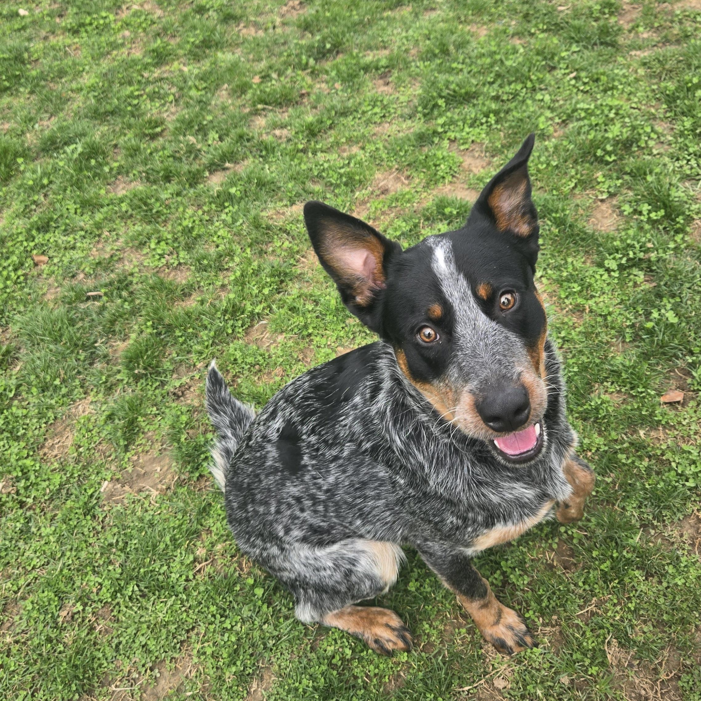 Enlarge Jesse , a ADOPTABLE Australian Cattle Dog / Blue Heeler in Xenia , OH image 2/6