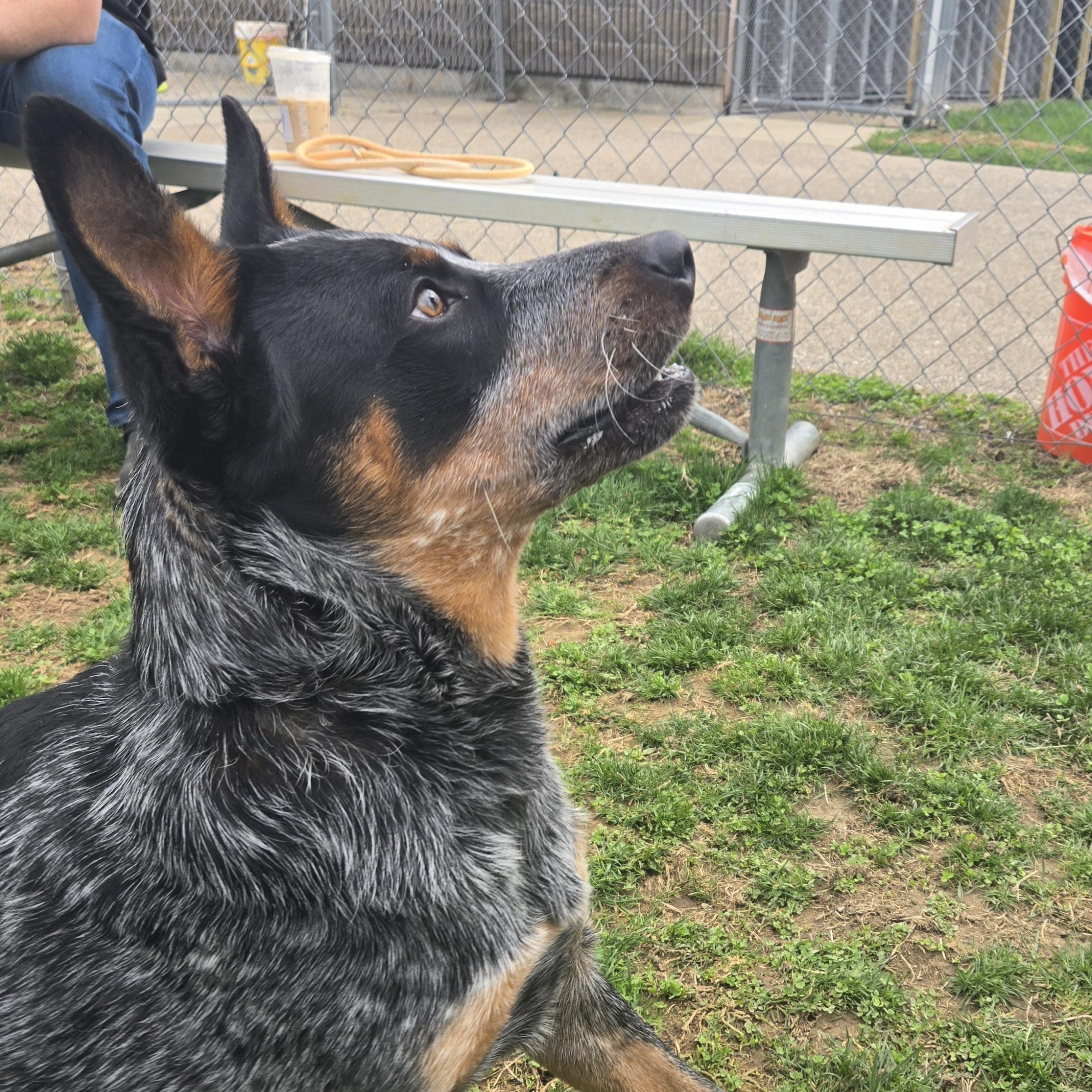 Enlarge Jesse , a ADOPTABLE Australian Cattle Dog / Blue Heeler in Xenia , OH image 4/6