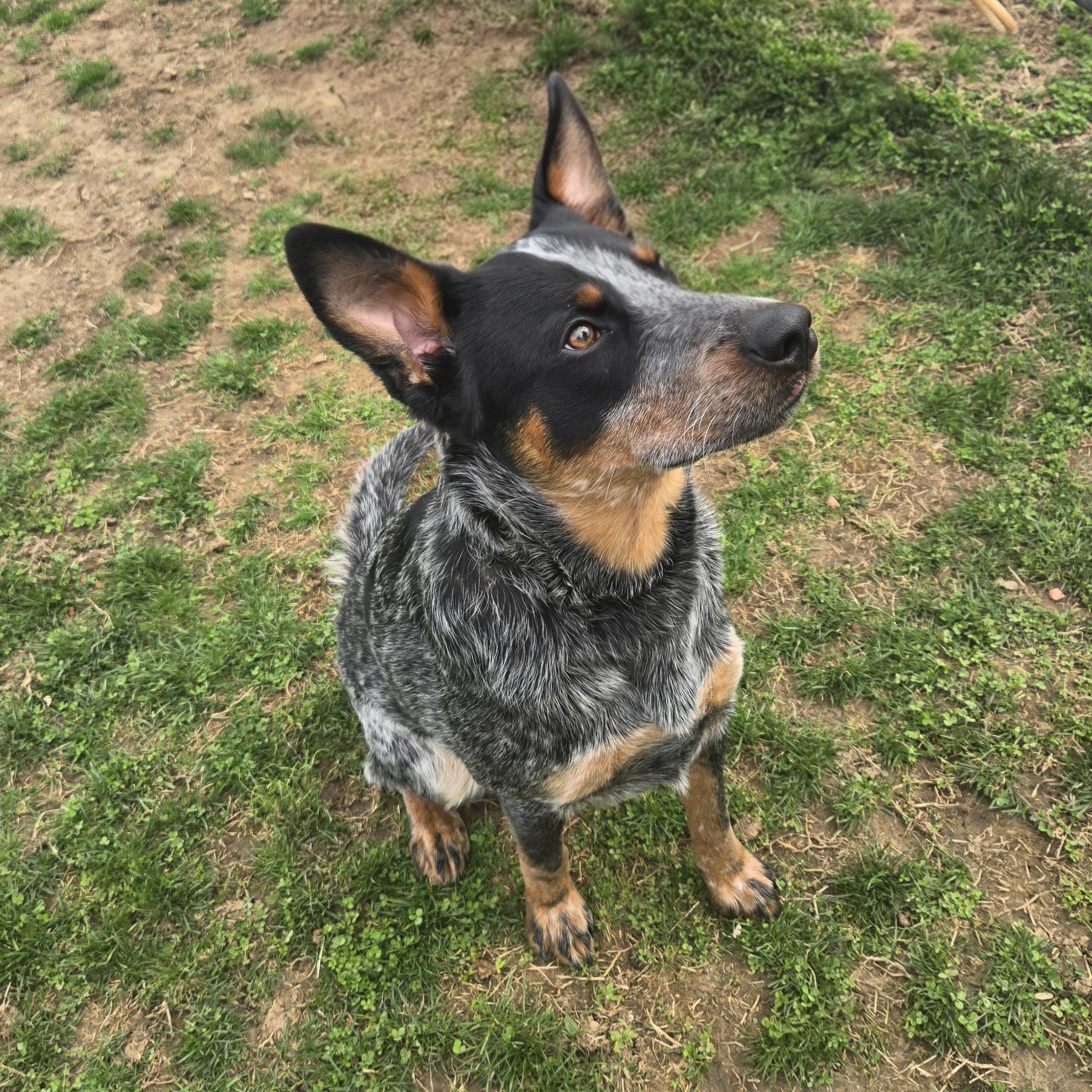 Enlarge Jesse , a ADOPTABLE Australian Cattle Dog / Blue Heeler in Xenia , OH image 5/6