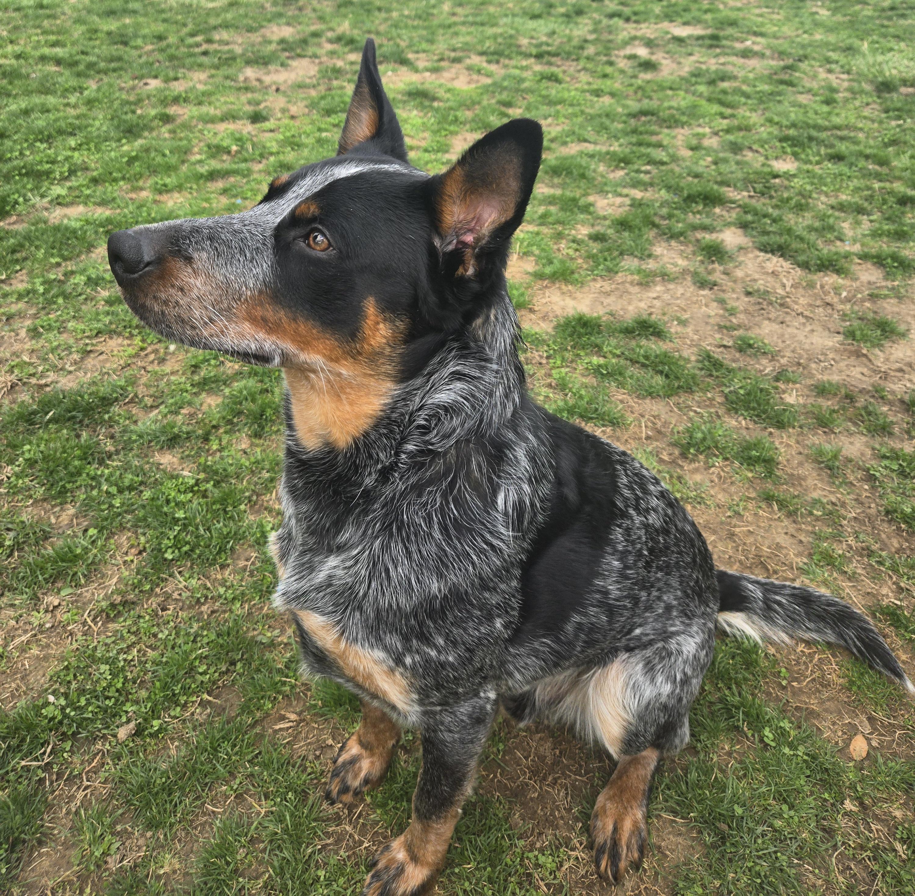 Enlarge Jesse , a ADOPTABLE Australian Cattle Dog / Blue Heeler in Xenia , OH image 3/6