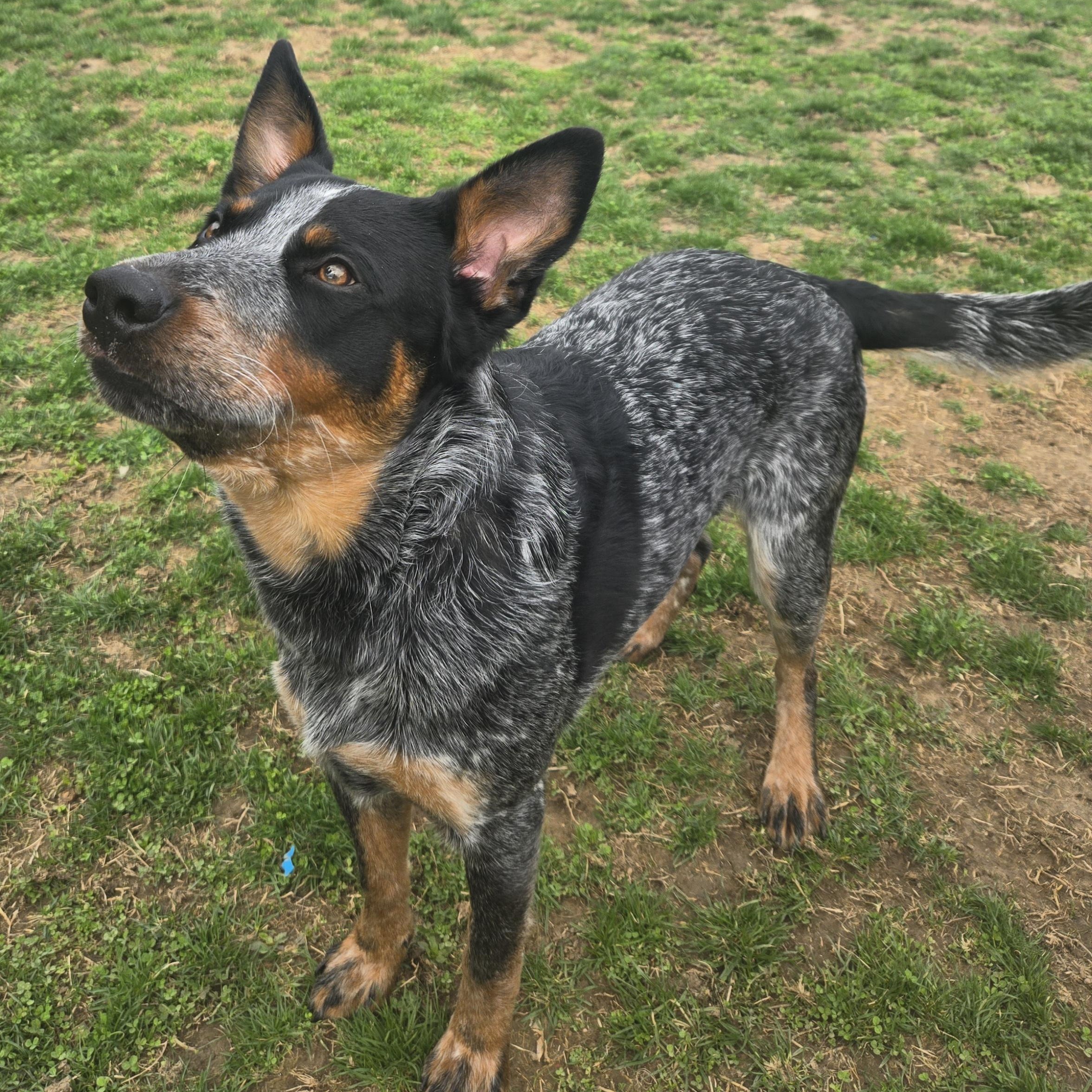 Enlarge Jesse , a ADOPTABLE Australian Cattle Dog / Blue Heeler in Xenia , OH image 1/6