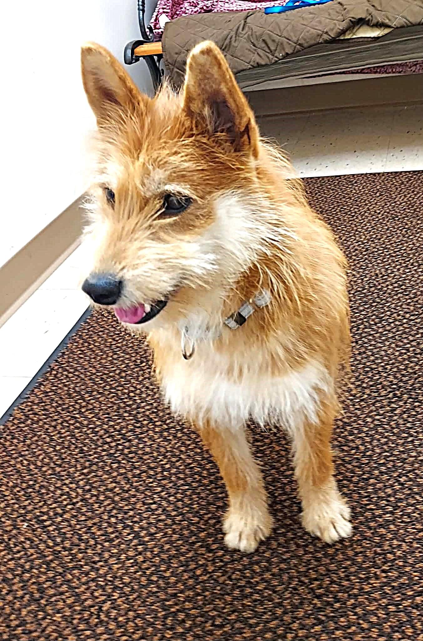 Enlarge Ginger, a Adoptable mixed breed in Falls Creek, PA image 5/6