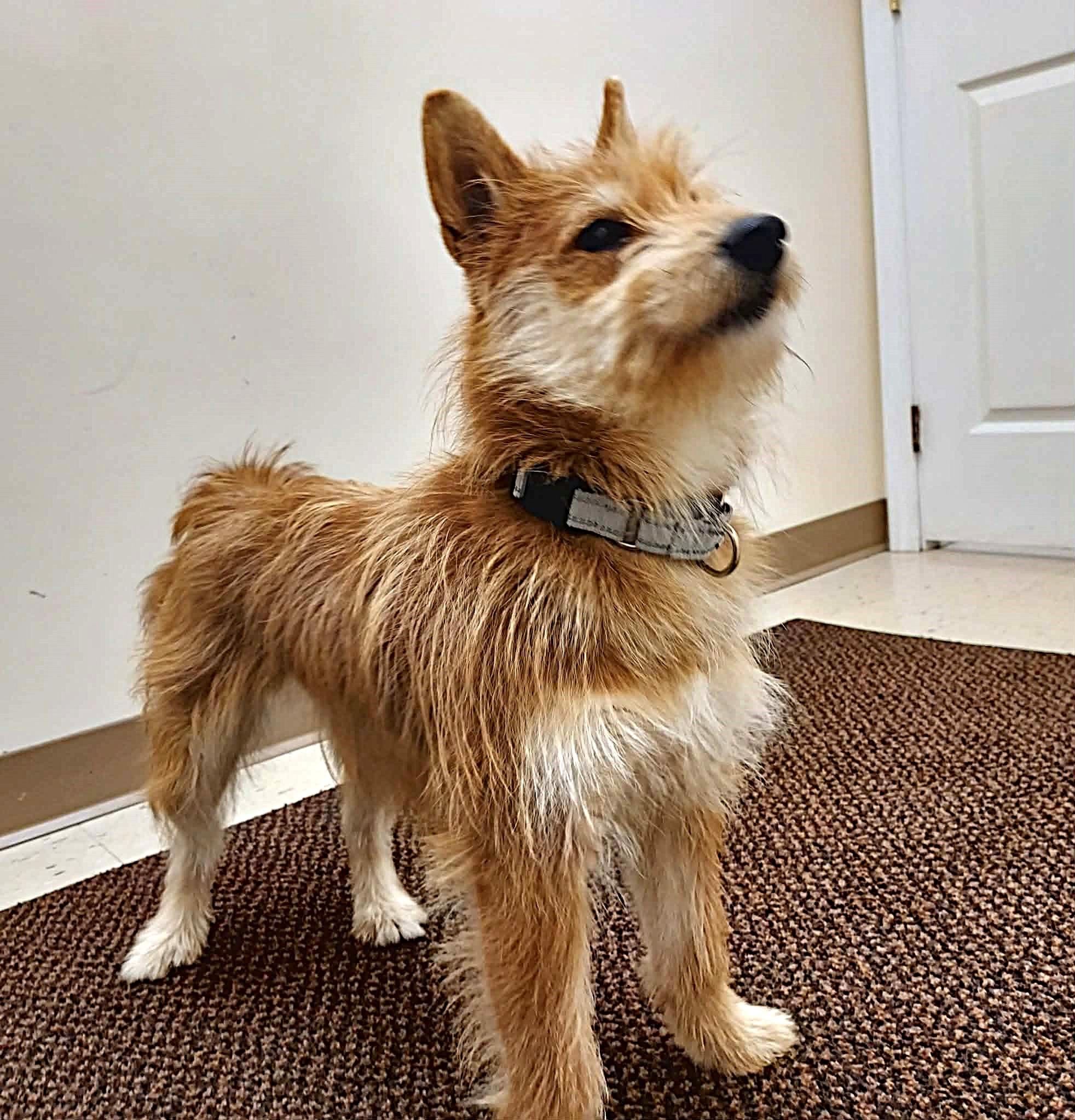 Enlarge Ginger, a Adoptable mixed breed in Falls Creek, PA image 6/6