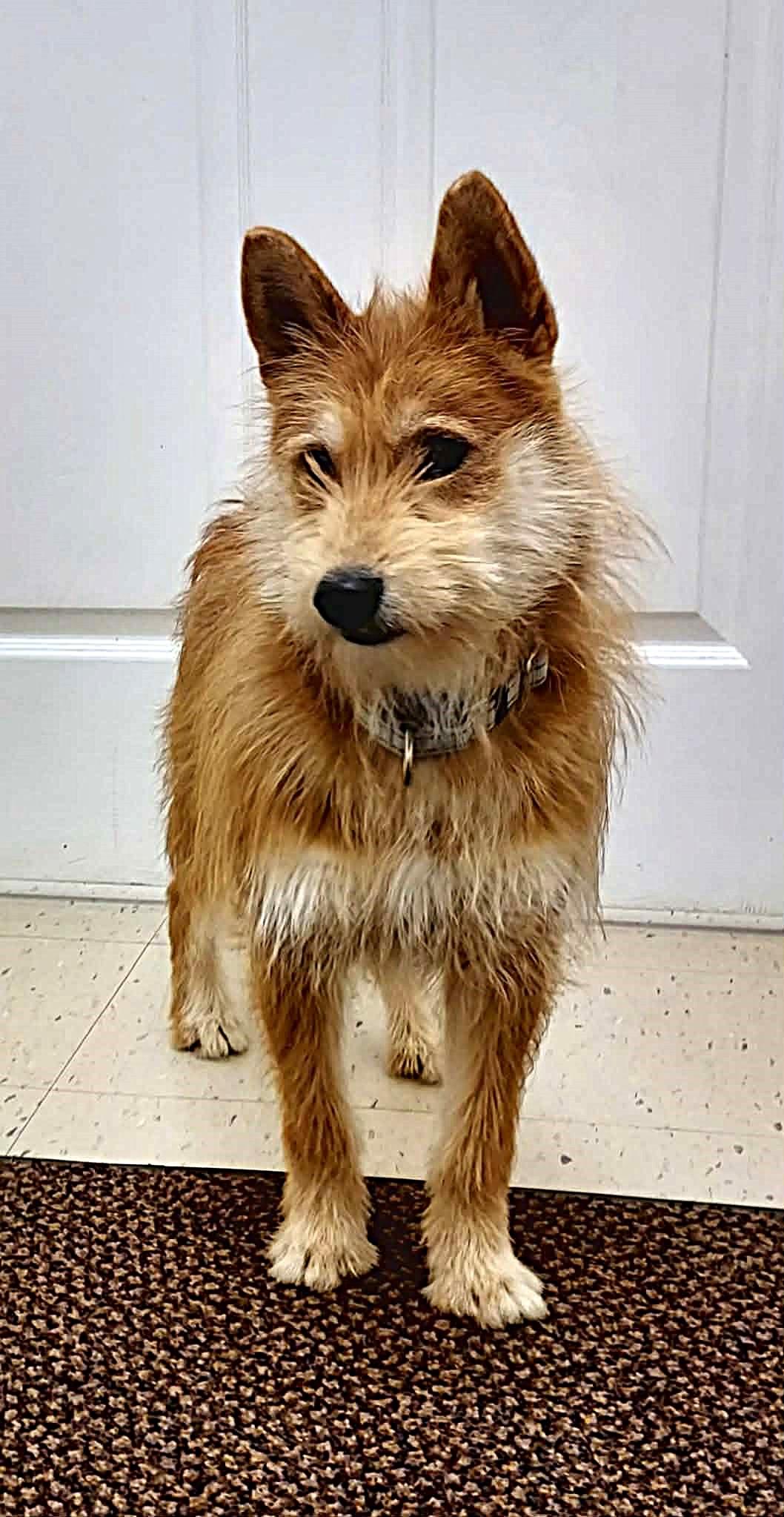 Enlarge Ginger, a Adoptable mixed breed in Falls Creek, PA image 4/6