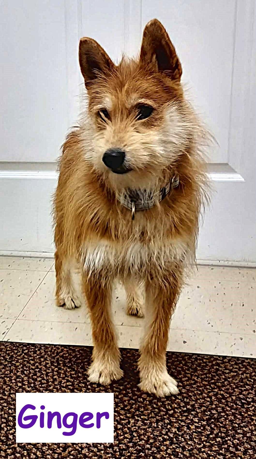 Ginger, Adoptable, Young Female Shiba Inu.