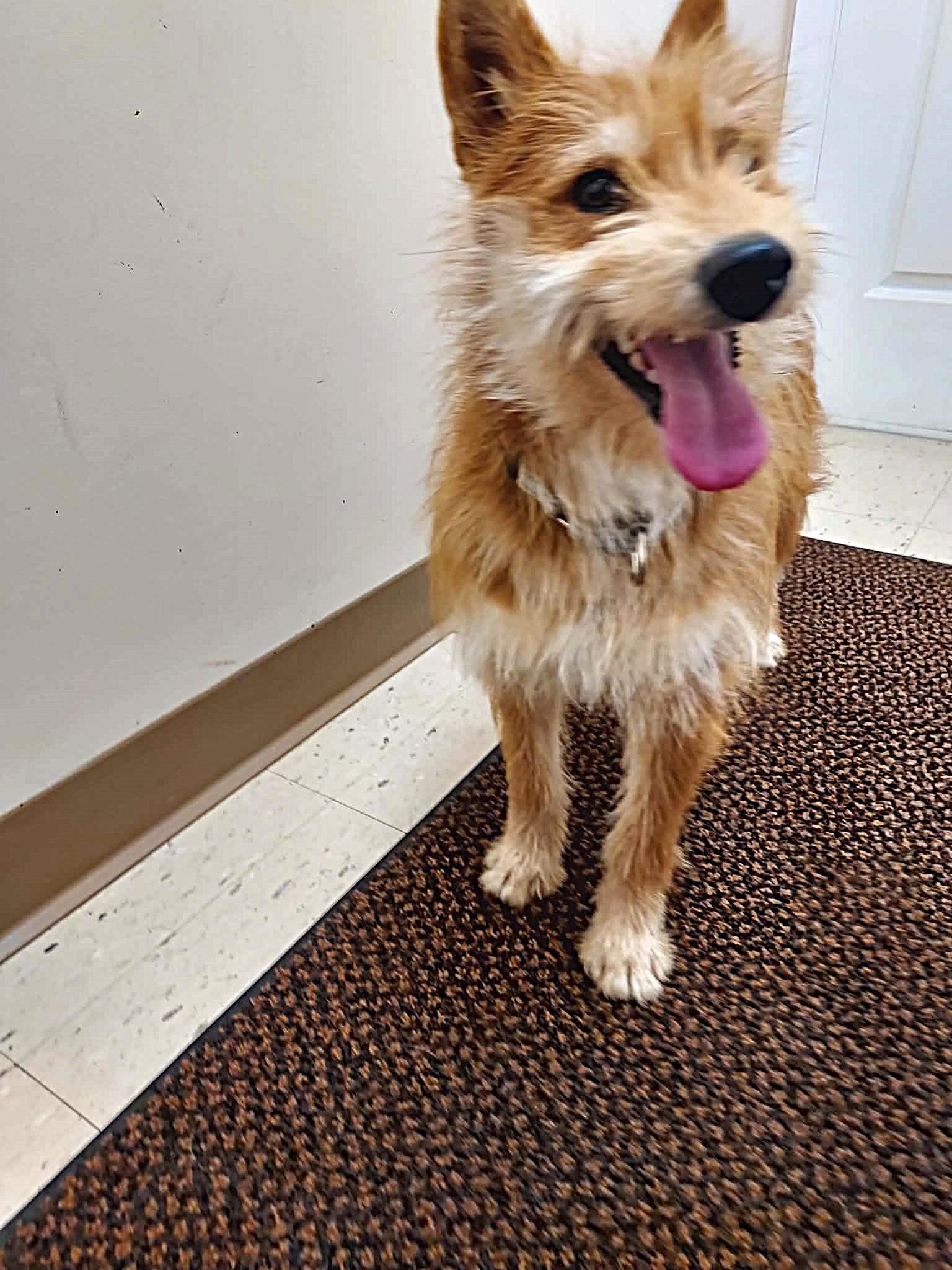 Enlarge Ginger, a Adoptable mixed breed in Falls Creek, PA image 3/6