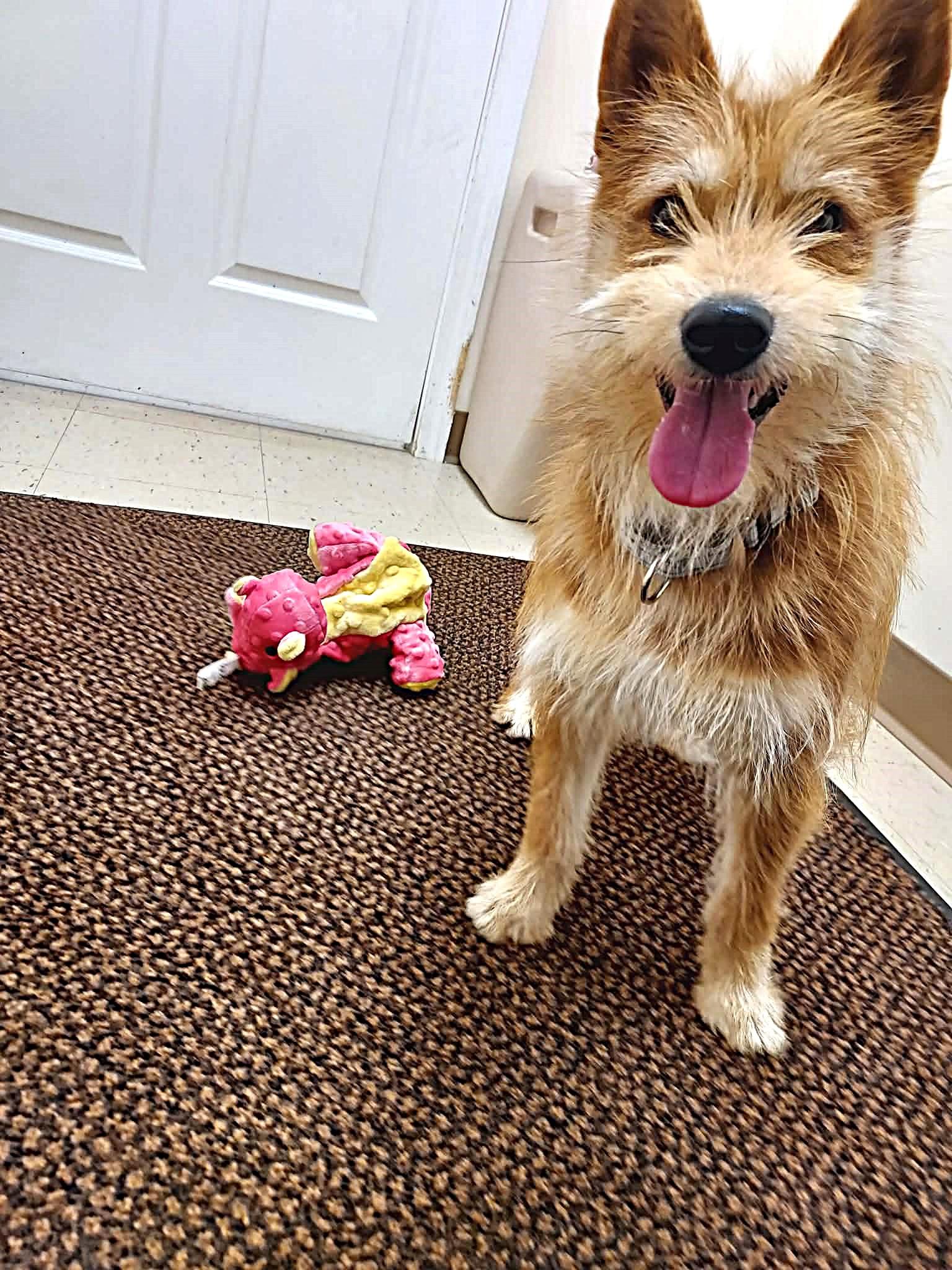 Enlarge Ginger, a Adoptable mixed breed in Falls Creek, PA image 2/6