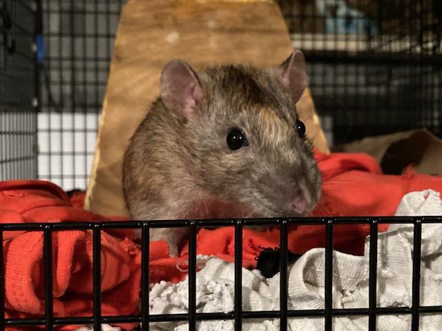Charles & Winston, adopted, Young Male Rat.