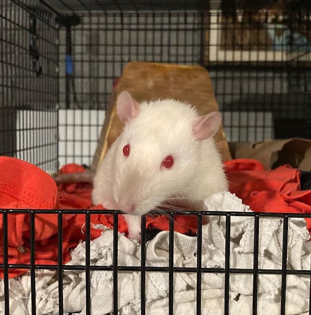 Charles & Winston, an adopted Rat in Grand Rapids, MI image 2/2