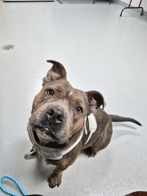 Enlarge CALLIE, a Adoptable mixed breed in Saint Cloud, FL image 1/1