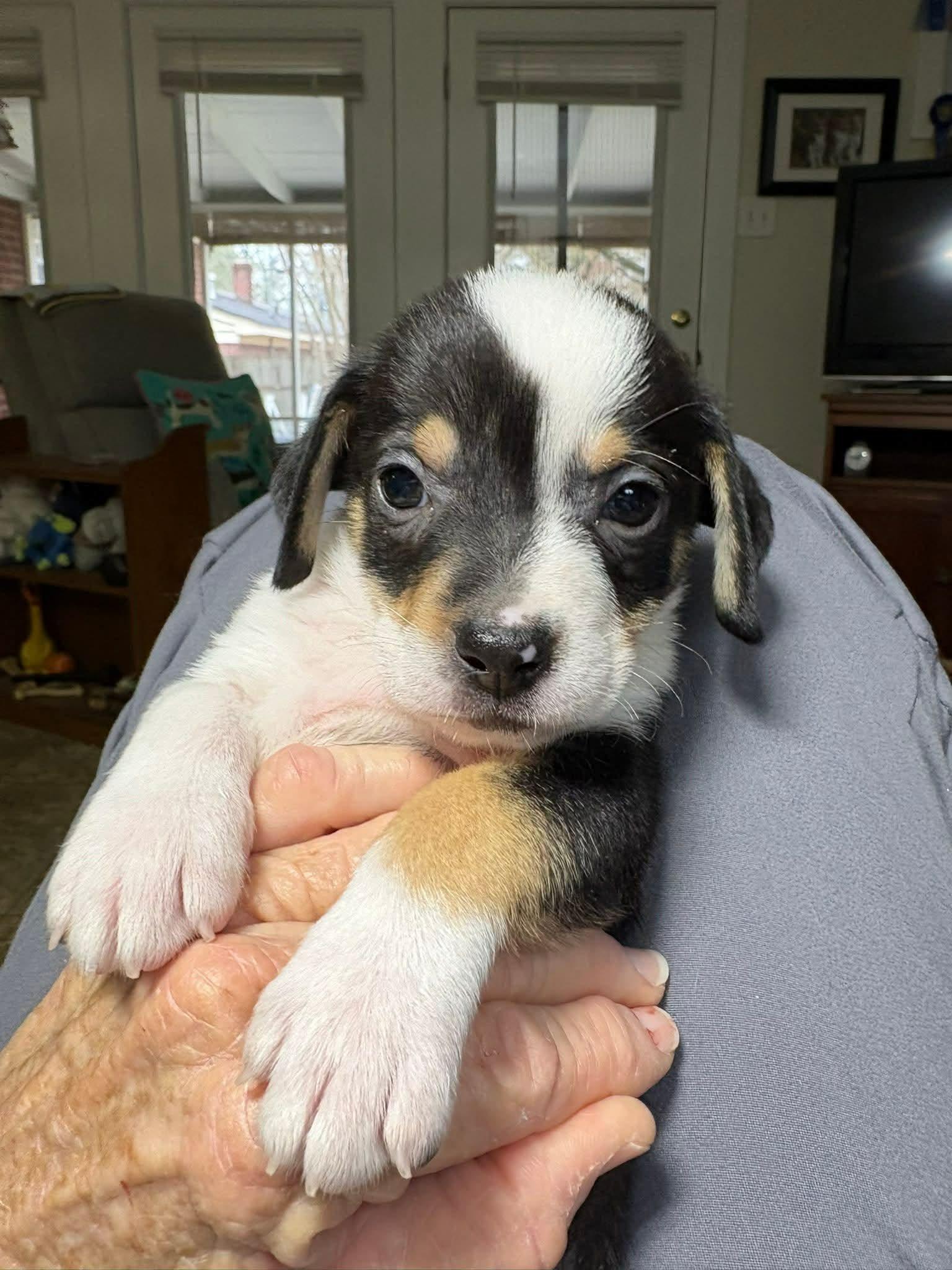 Enlarge Pippin (MJ-Fostered in TN), a ADOPTABLE mixed breed in Brooklyn, CT image 3/4