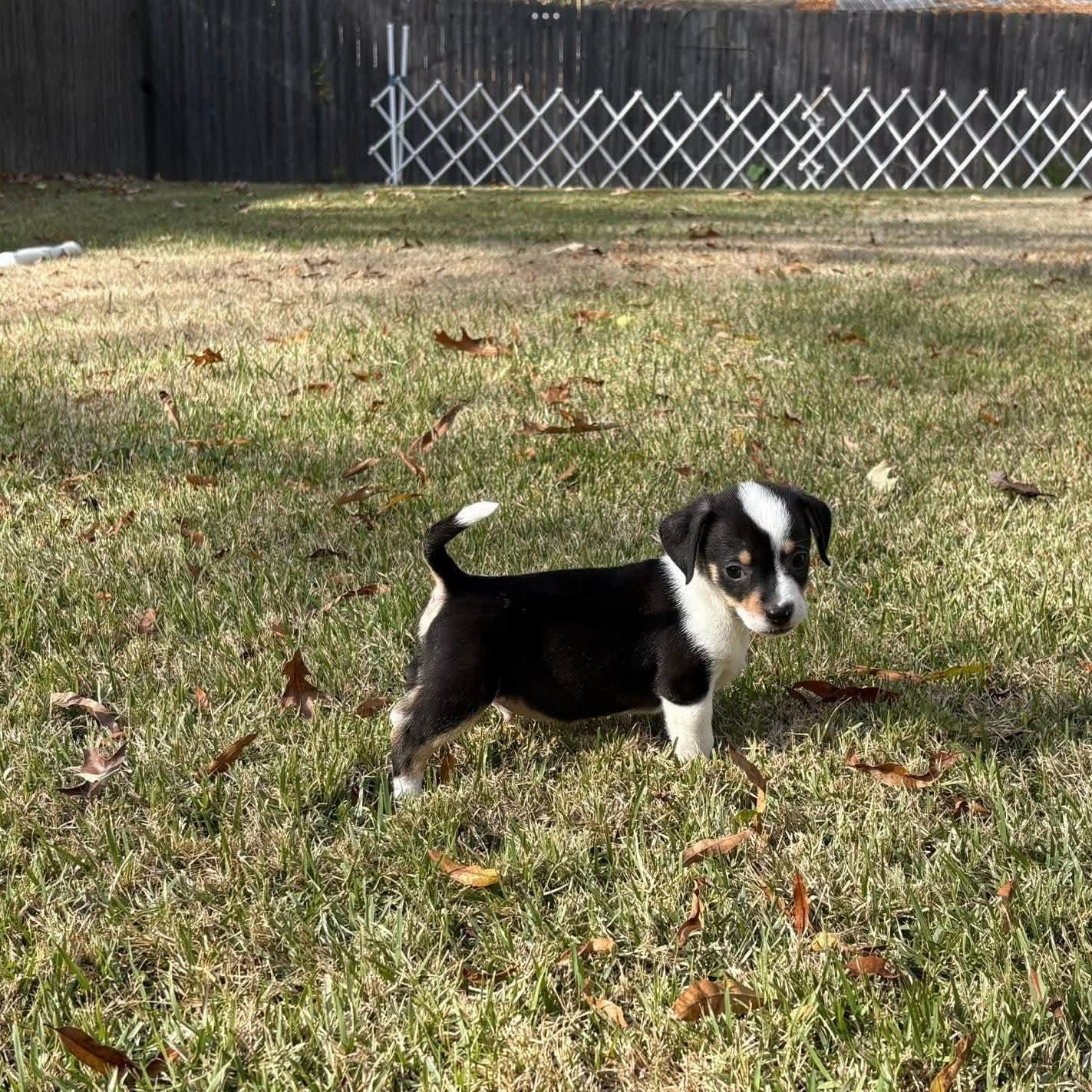 Enlarge Pippin (MJ-Fostered in TN), a ADOPTABLE mixed breed in Brooklyn, CT image 2/4