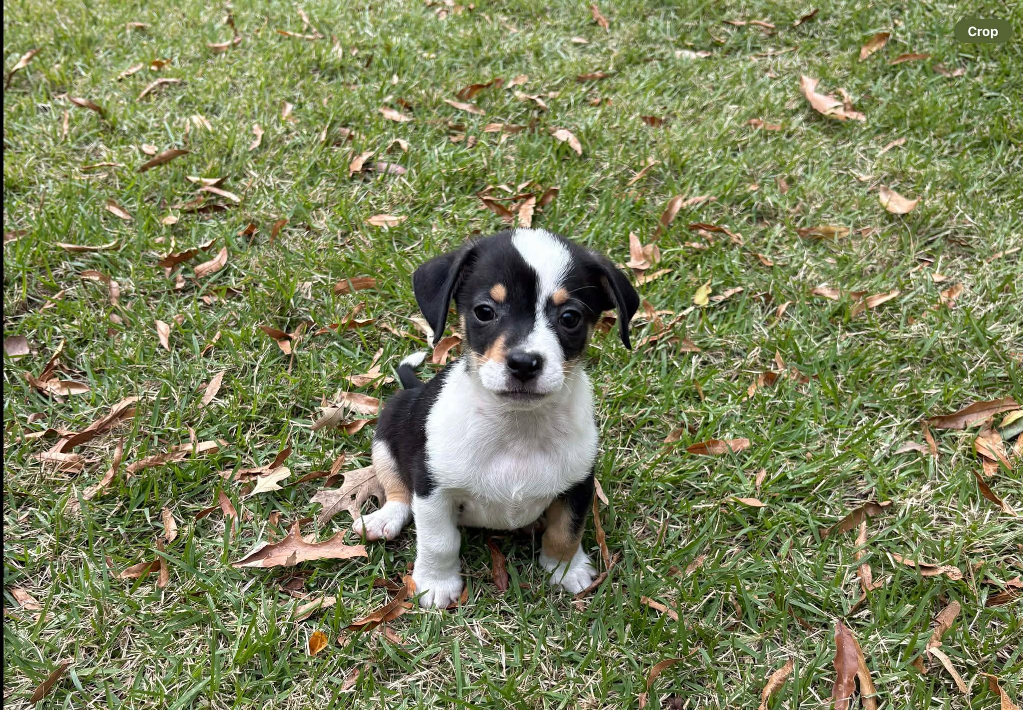 Pippin (MJ-Fostered in TN), ADOPTABLE, Puppy Male Jack Russell Terrier & Terrier.