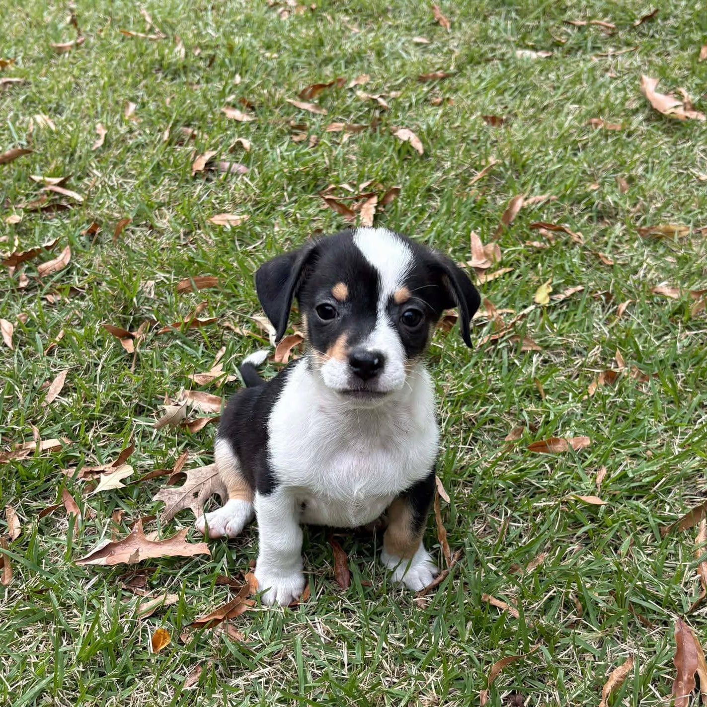 Enlarge Pippin (MJ-Fostered in TN), a ADOPTABLE mixed breed in Brooklyn, CT image 1/4