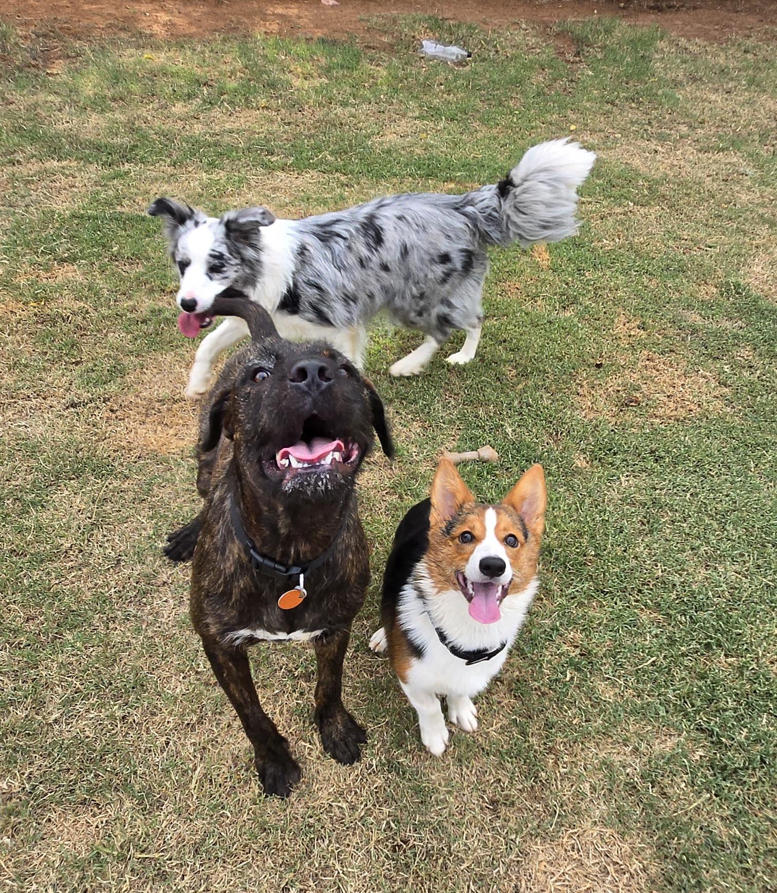 Enlarge Tate, an adopted Pembroke Welsh Corgi in Guthrie, OK image 2/3