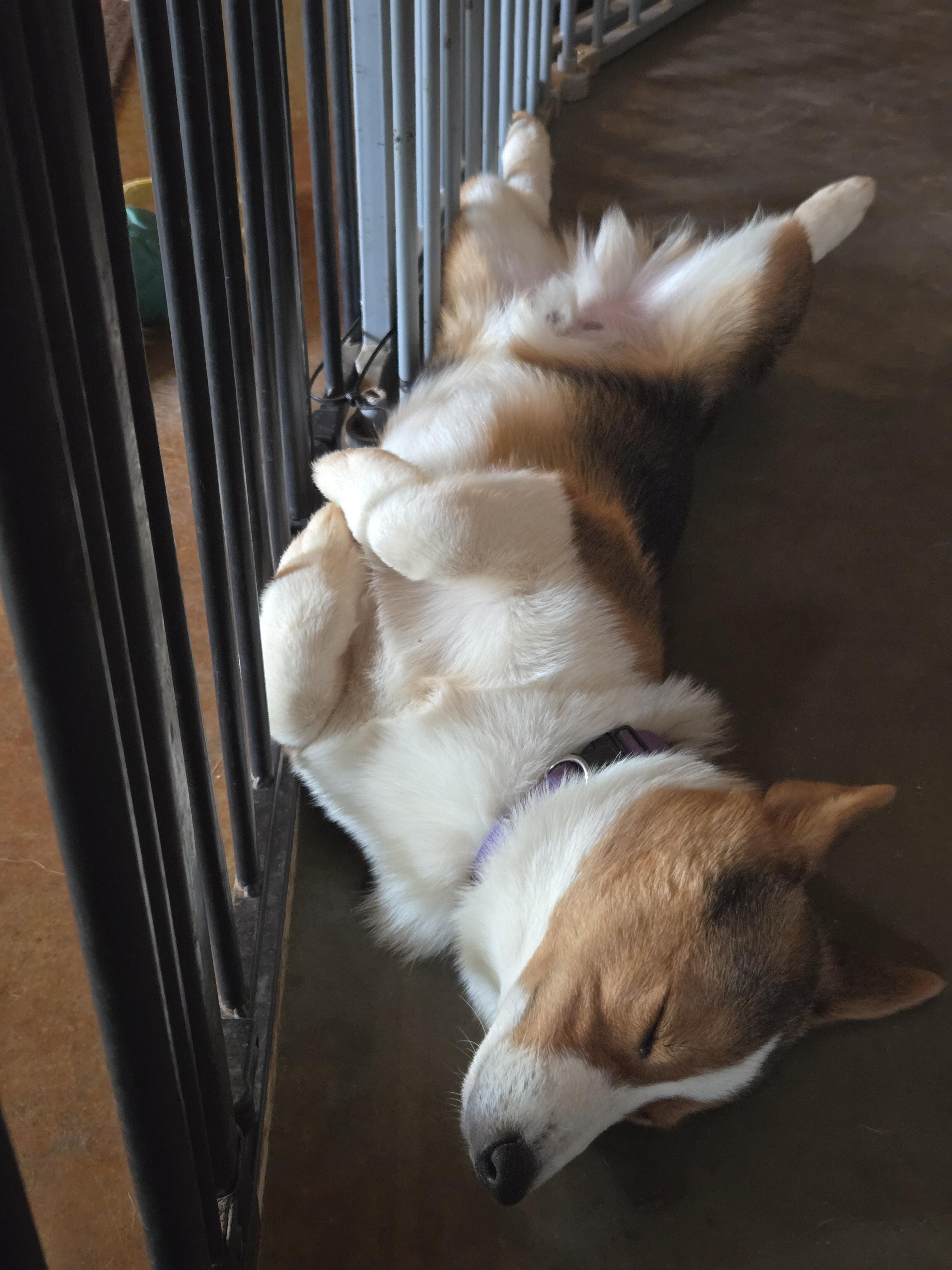 Enlarge Tate, an adopted Pembroke Welsh Corgi in Guthrie, OK image 3/3