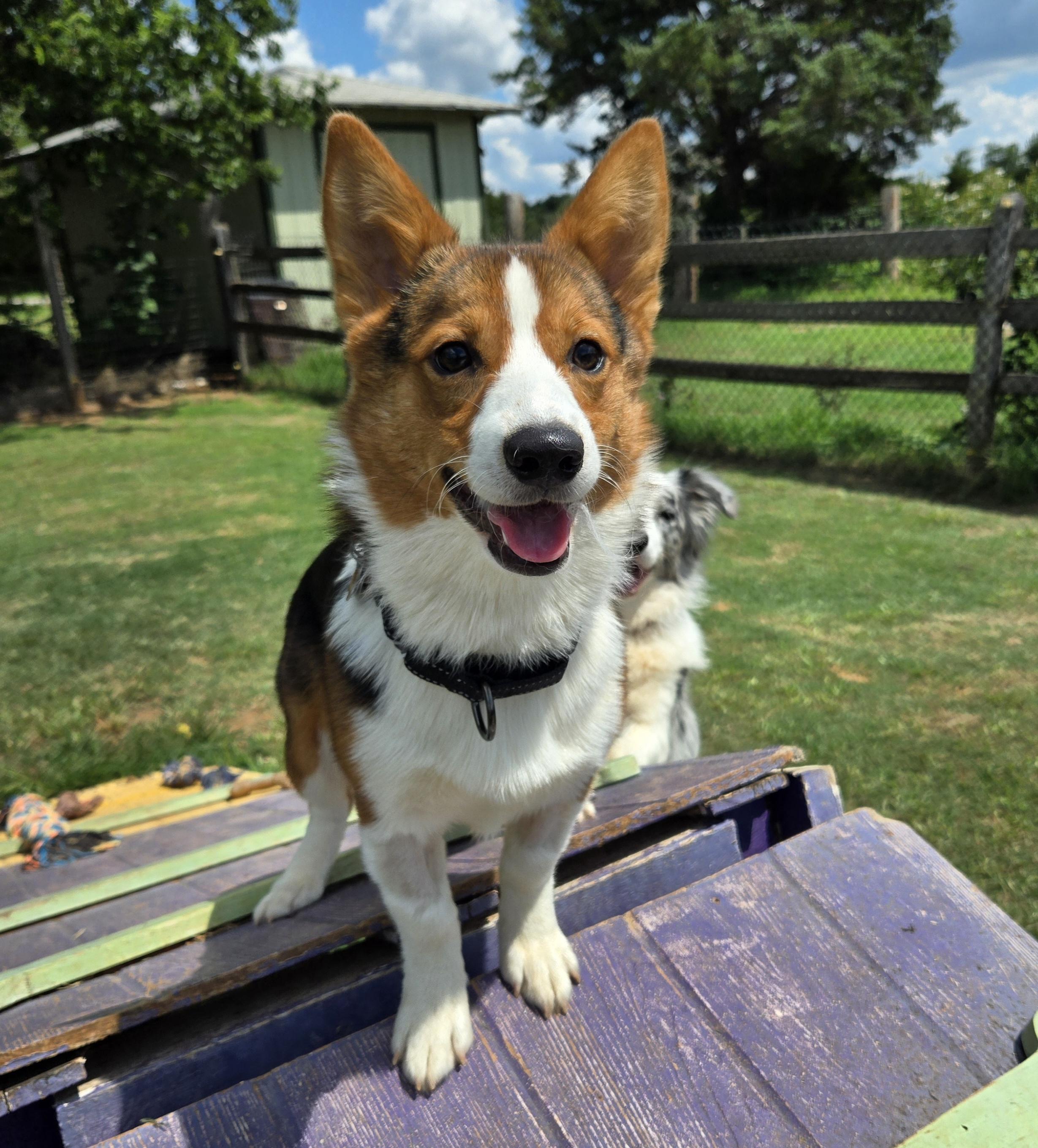 Tate, adopted, Puppy Male Pembroke Welsh Corgi.