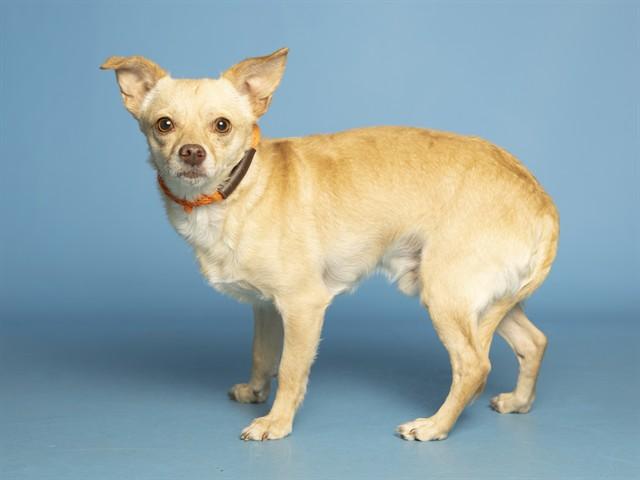 BUDDY, Adoptable, Adult Male Chihuahua.