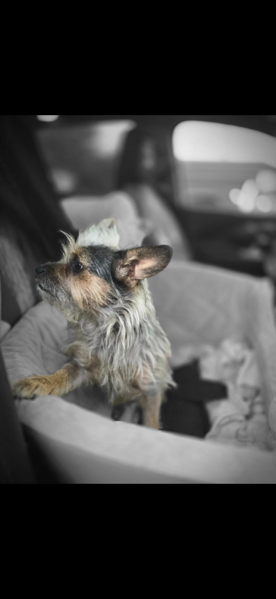 Lily, ADOPTABLE, Young Female Yorkshire Terrier & Chihuahua.