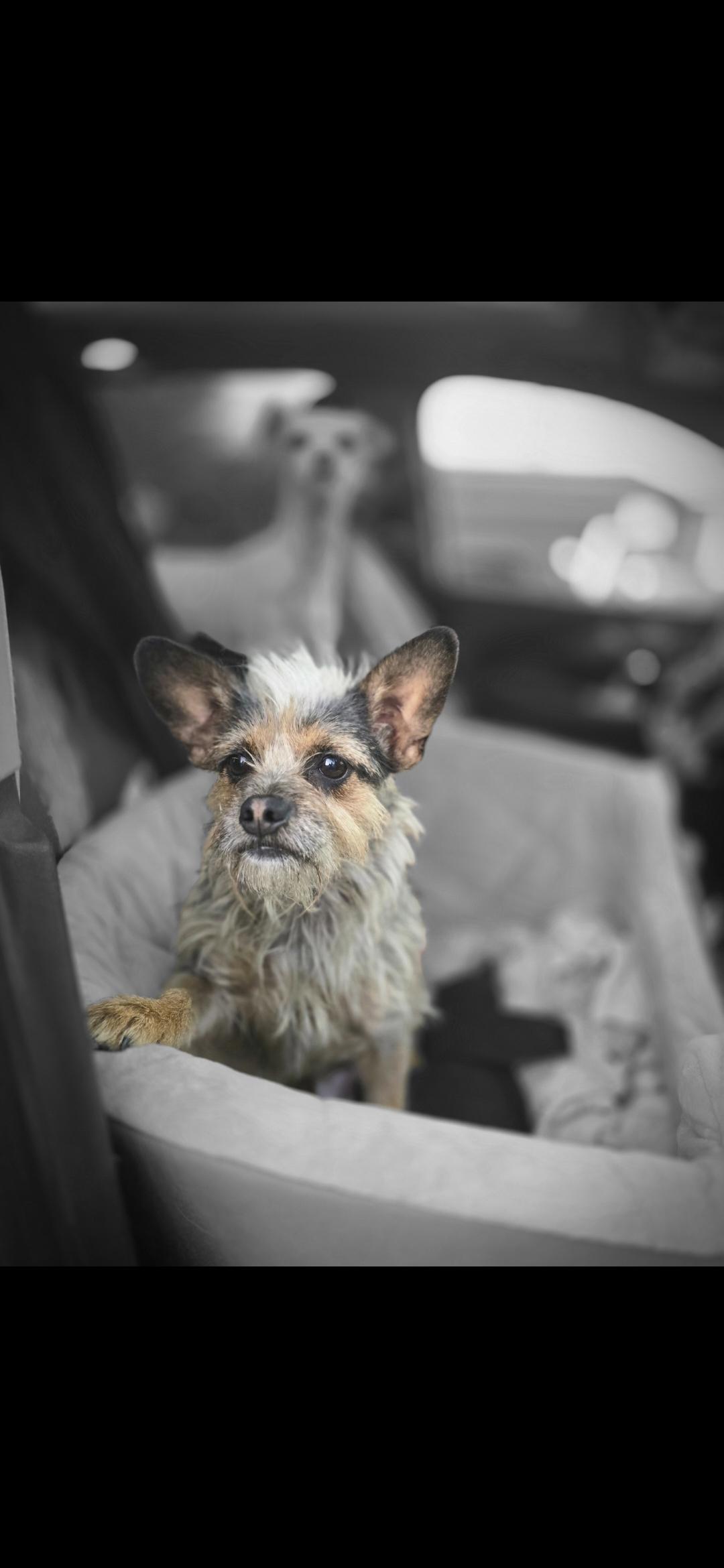 Enlarge Lily, a ADOPTABLE mixed breed in Hawthorne, CA image 2/2