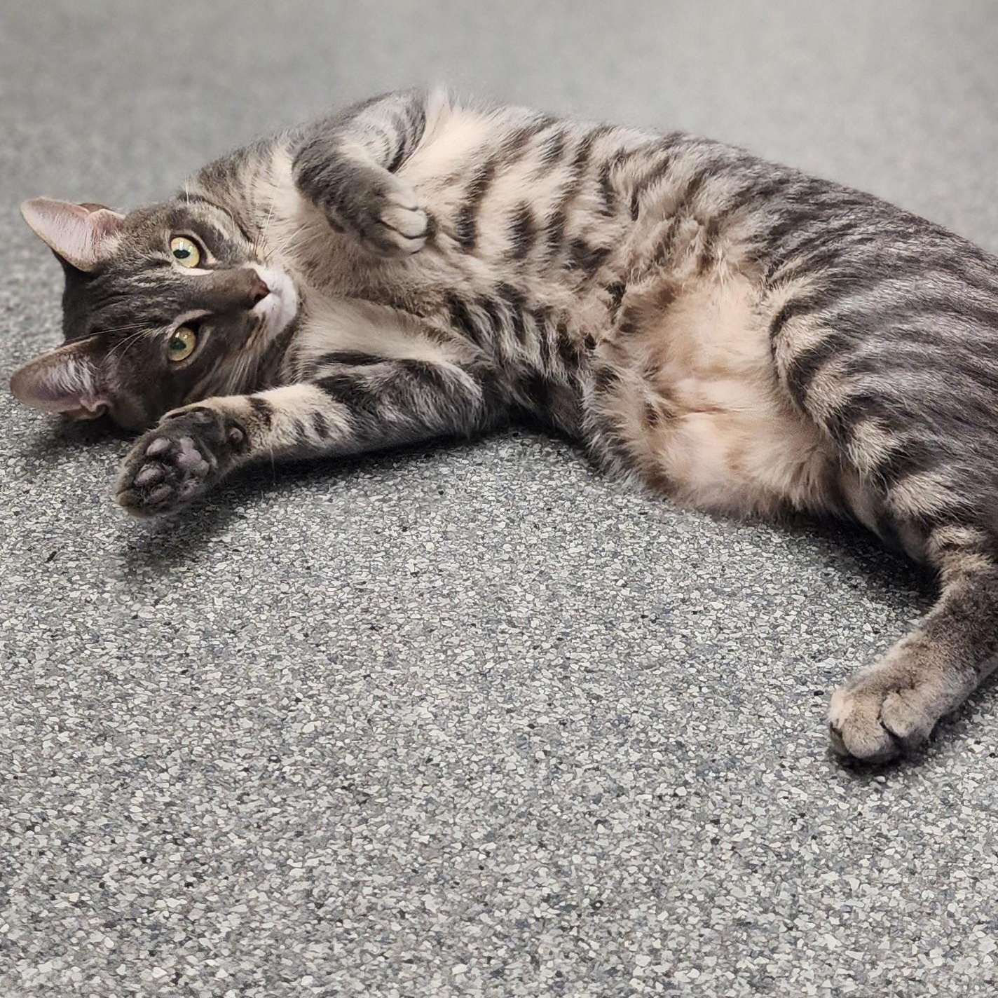 Winnie, Adopted, Young Male Domestic Short Hair.